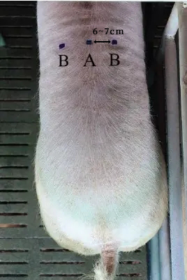 猪用B超机背膘眼肌检测位置