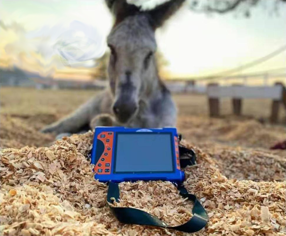 马场使用牛用B超机测孕