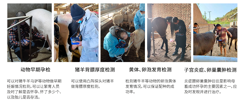 兽用B超机BXL-V50产品功能