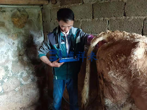 牛用B超检测母牛子宫疾病