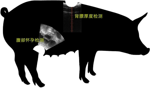 母猪B超检测位置