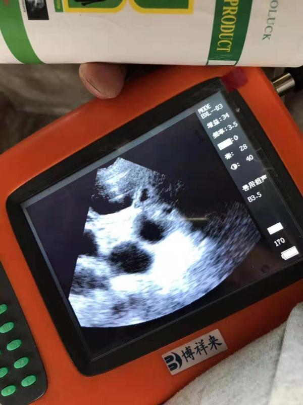 母猪妊娠B超图像特点