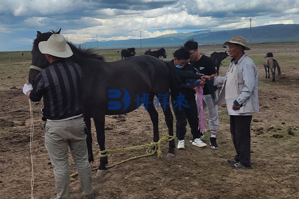 马用B超机检测马腹部小肠