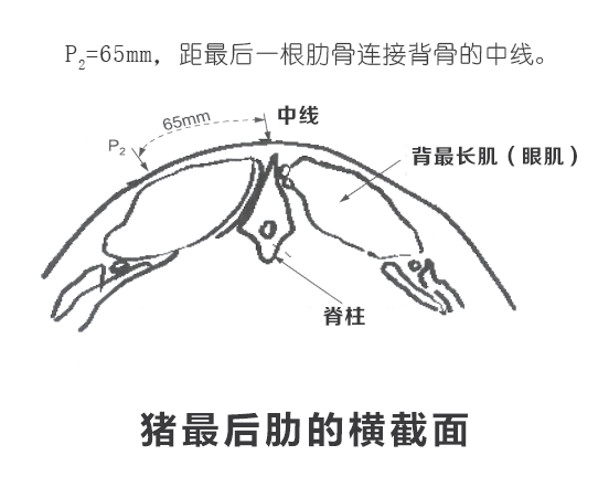 背膘仪测猪背膘厚度位置示意图