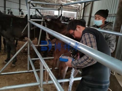 高清驴用B超测孕仪