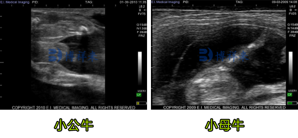 B超测小牛公母超声图像
