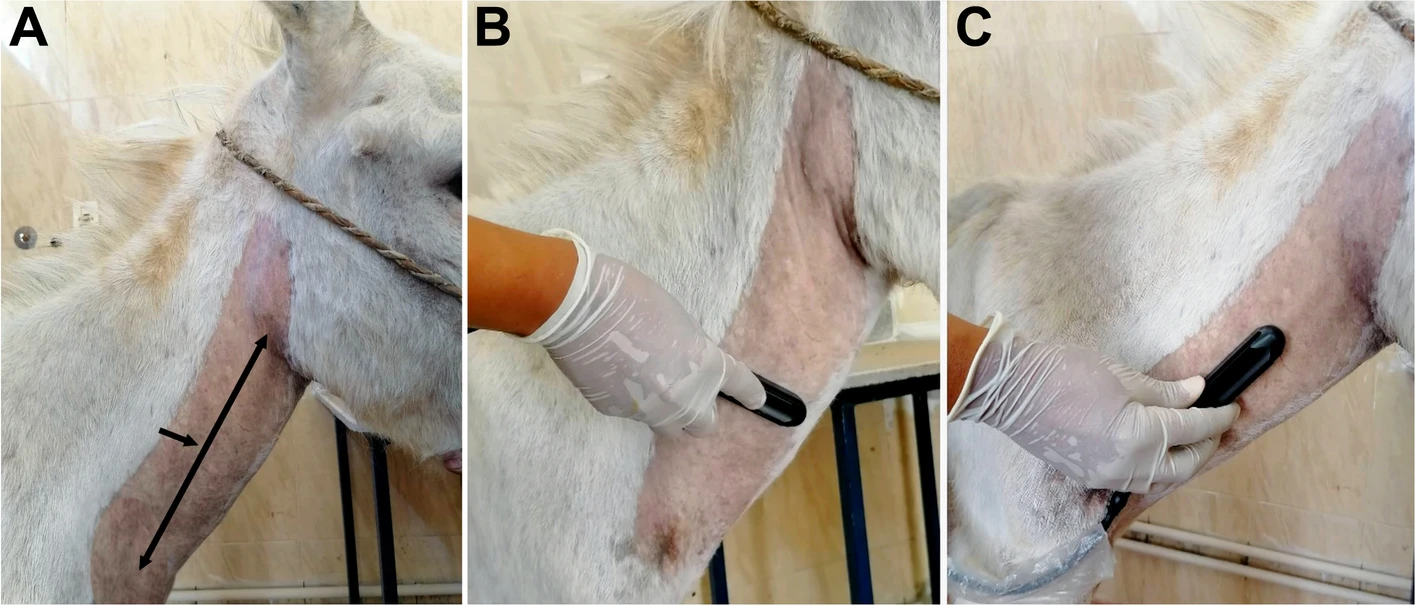 驴用B超机测驴颈静脉方法