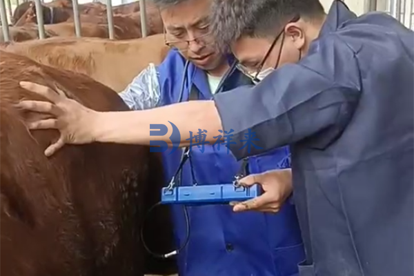 高清牛用B超测孕仪