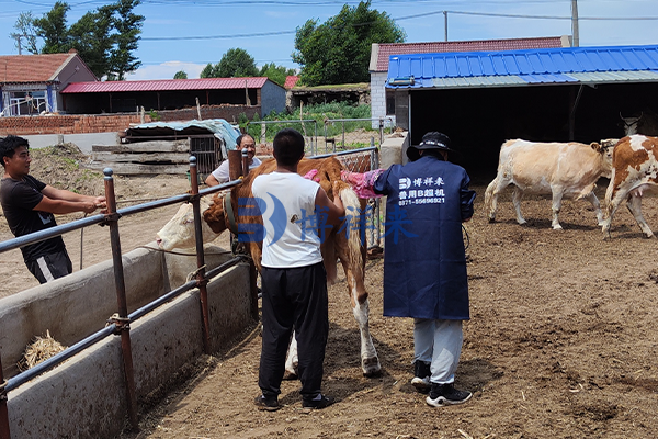 高清兽用B超测孕仪