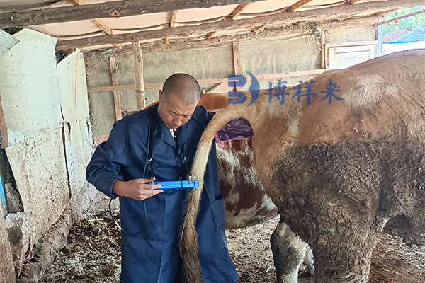 高清猪牛羊有B超测孕