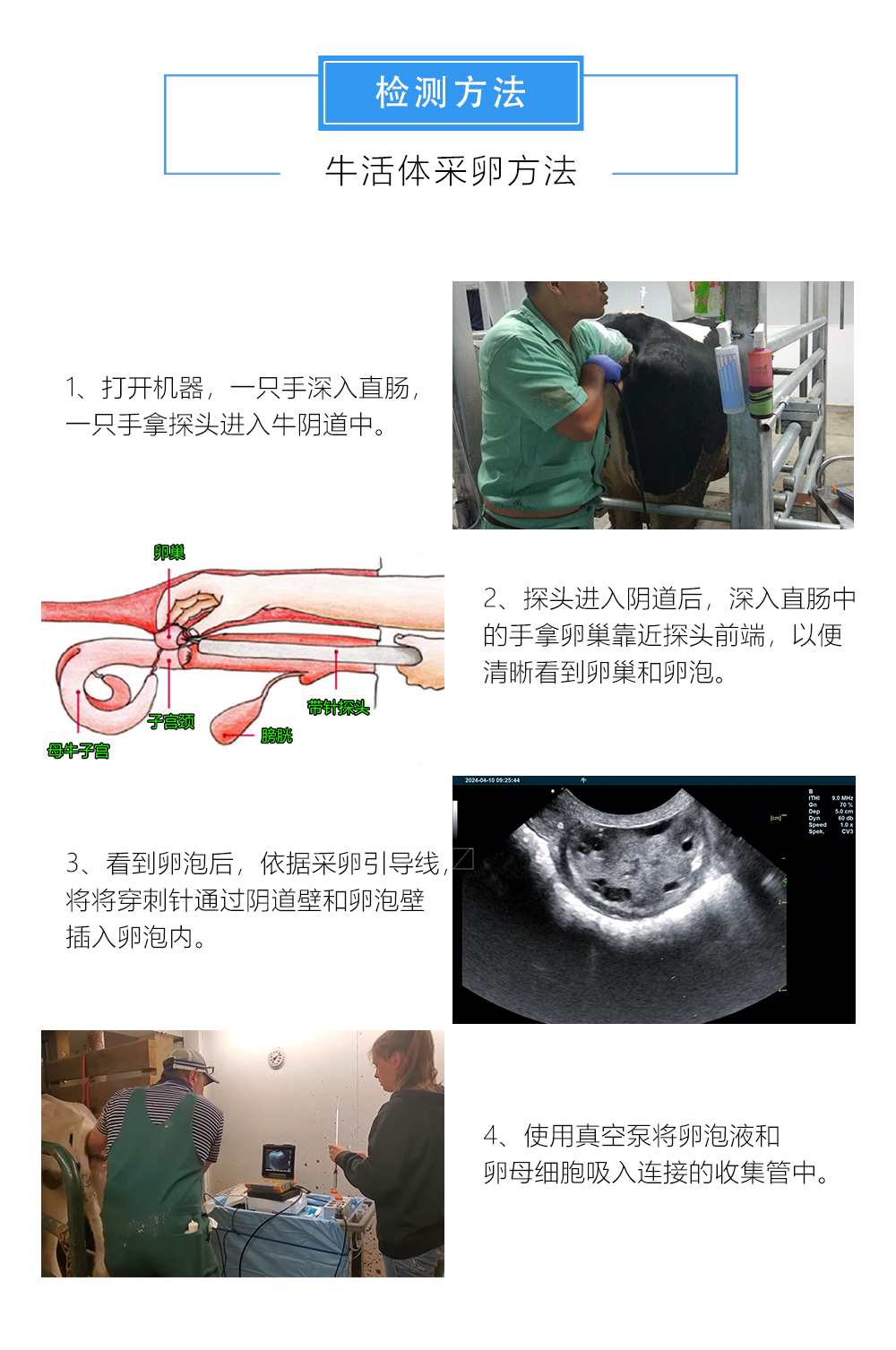 牛活体采卵过程
