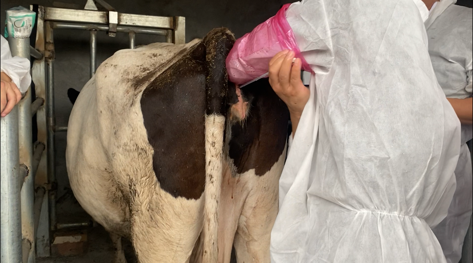 实际上手给牛输胚操作