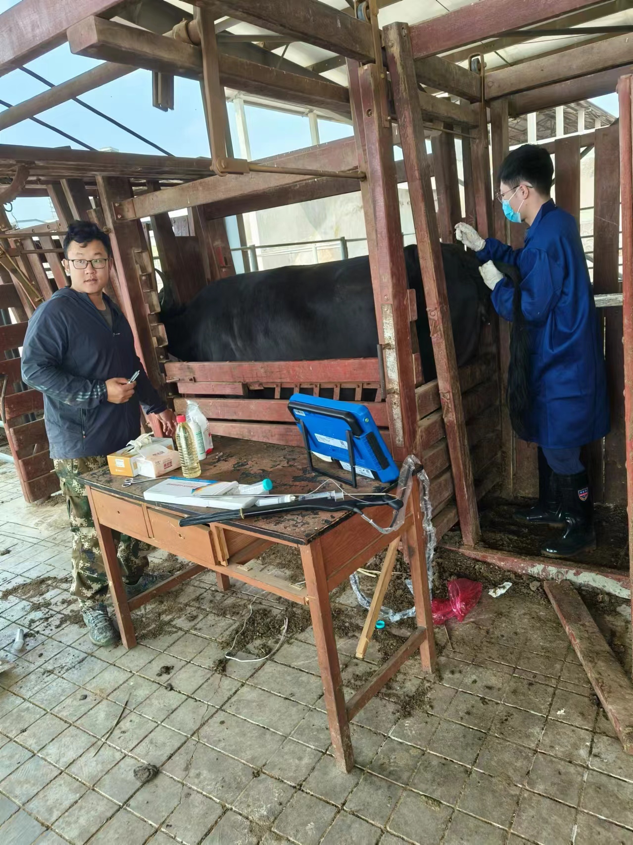 高清牛用活体采卵仪的应用