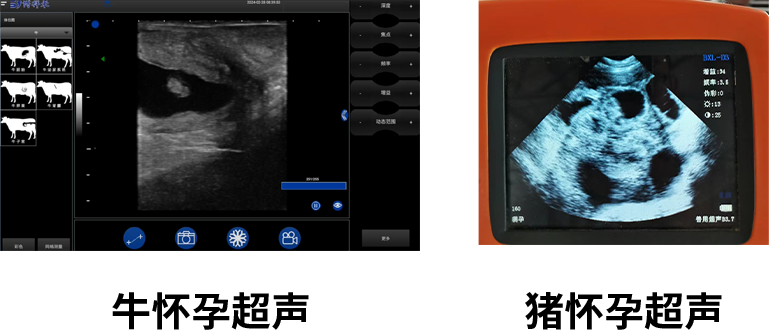 猪牛超声图像对比