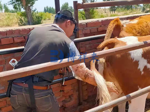 视频眼肌牛用B超机培训案例