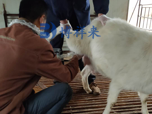 高清羊用B超仪