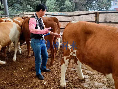 高清牛用B超机BXL-V50培训案例