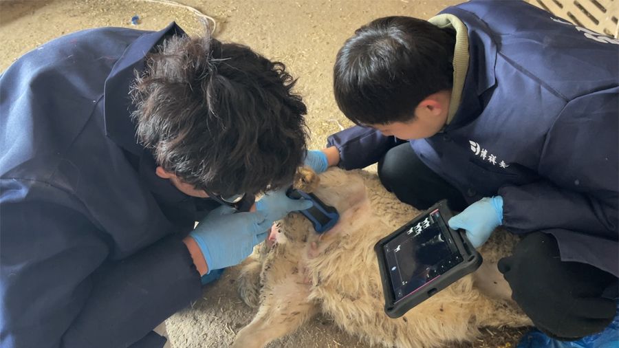 猪羊用无线B超机BXL-S101