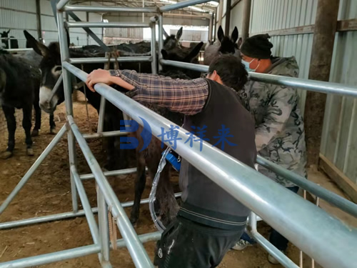 高清驴用B超测孕仪