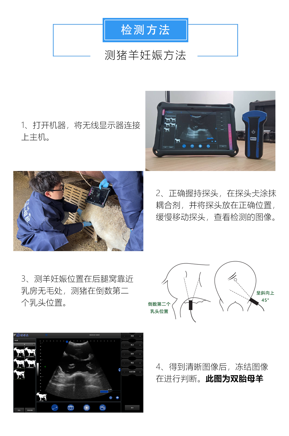 猪用B超机检测妊娠方法