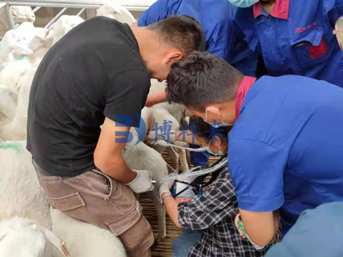 羊用B超机直肠检测培训案例