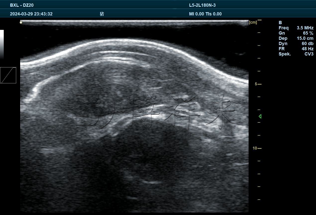 猪眼肌面积超声图像