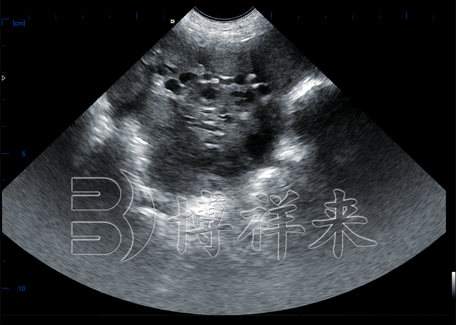 猪卵泡超声影像
