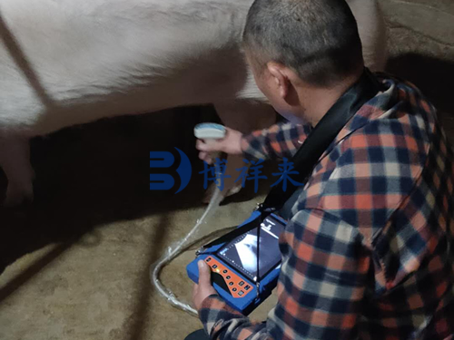 高清猪卵泡检测仪
