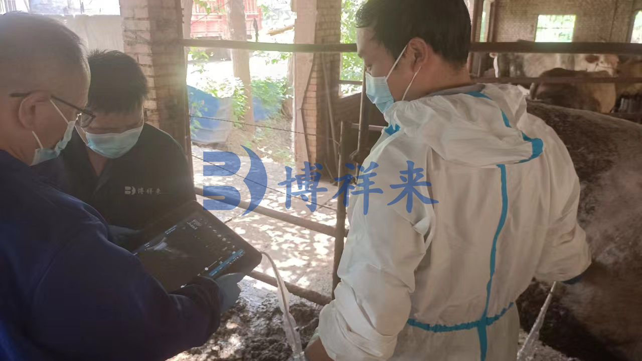 B超机测牛黄