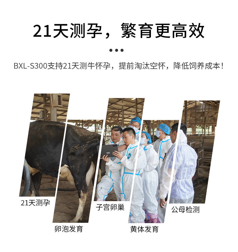 牛21天测孕B超