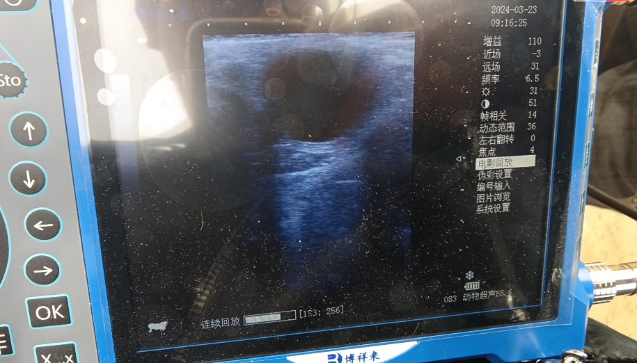 马发情卵泡超声图像