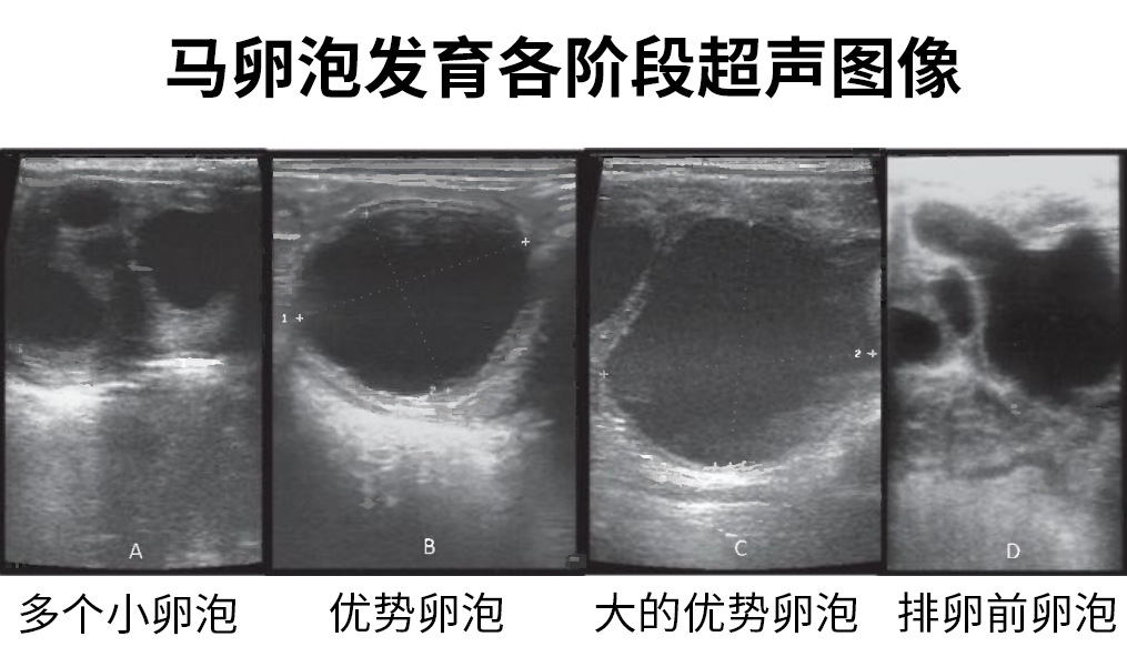 马卵泡发育各阶段超声图像