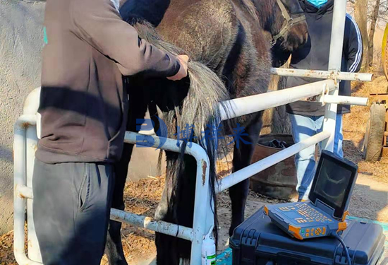 活体采卵仪检测马卵泡大小