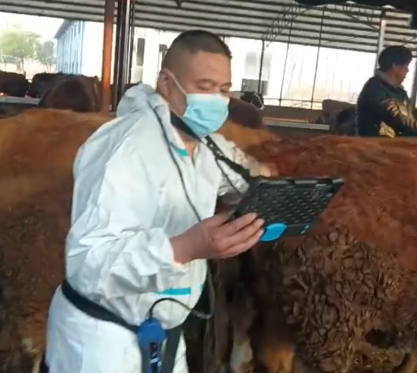 无线牛用B超机测母牛卵巢发育