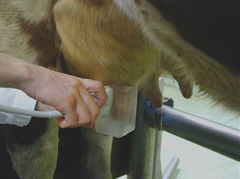 兽用B超机测奶牛乳房