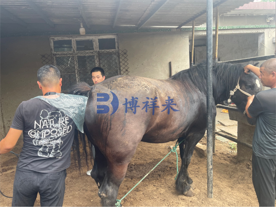 博祥来技术老师培训马B超使用方法