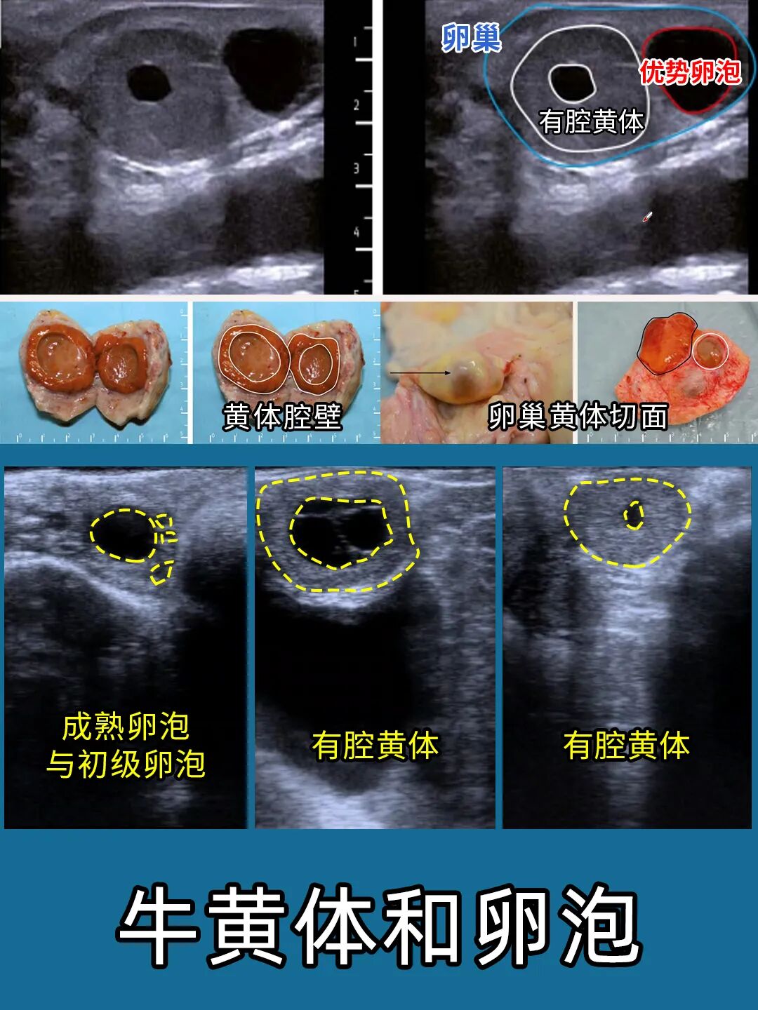 牛黄体和卵泡发育