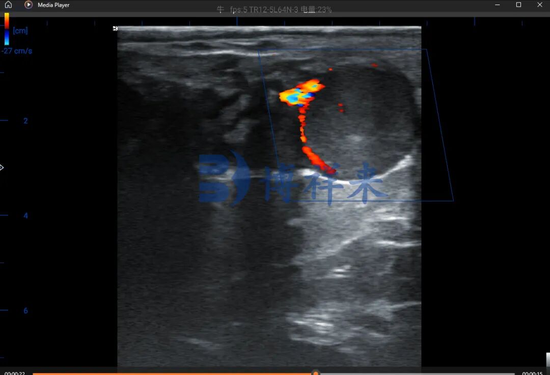 多普勒B超机测牛21天妊娠