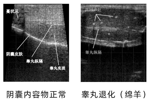 牛用B超机测公牛睾丸