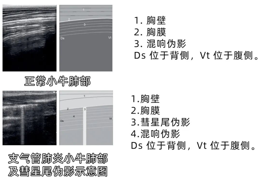 犊牛肺部B超机检测
