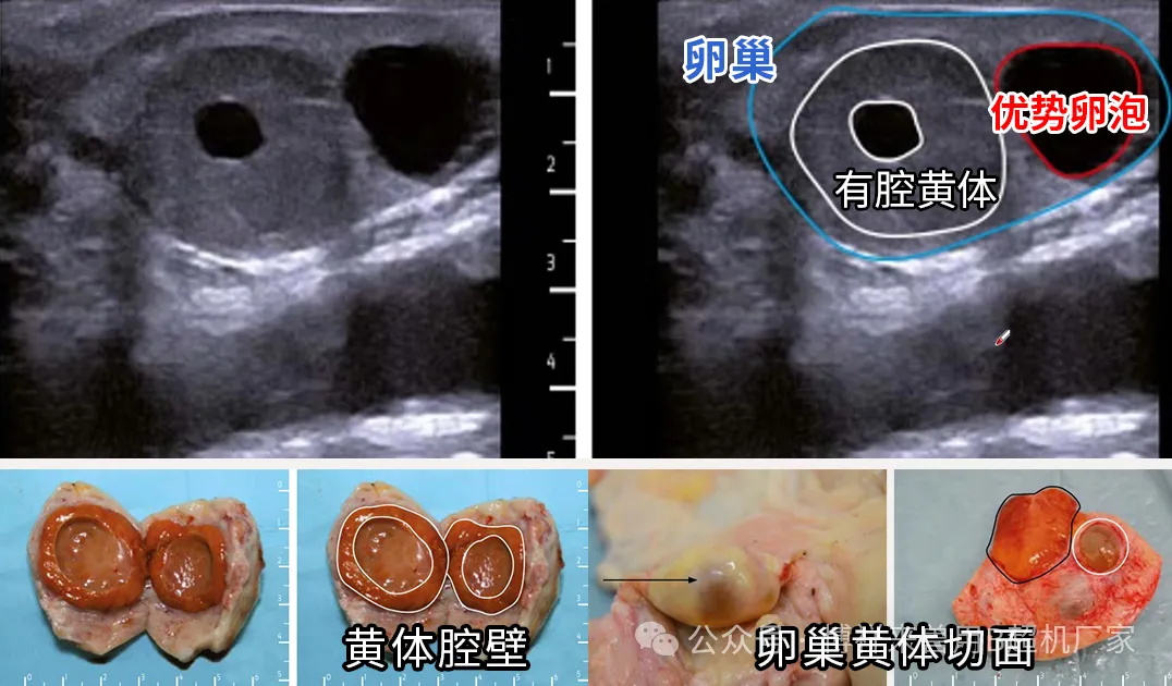 牛黄体卵泡B超图像对比
