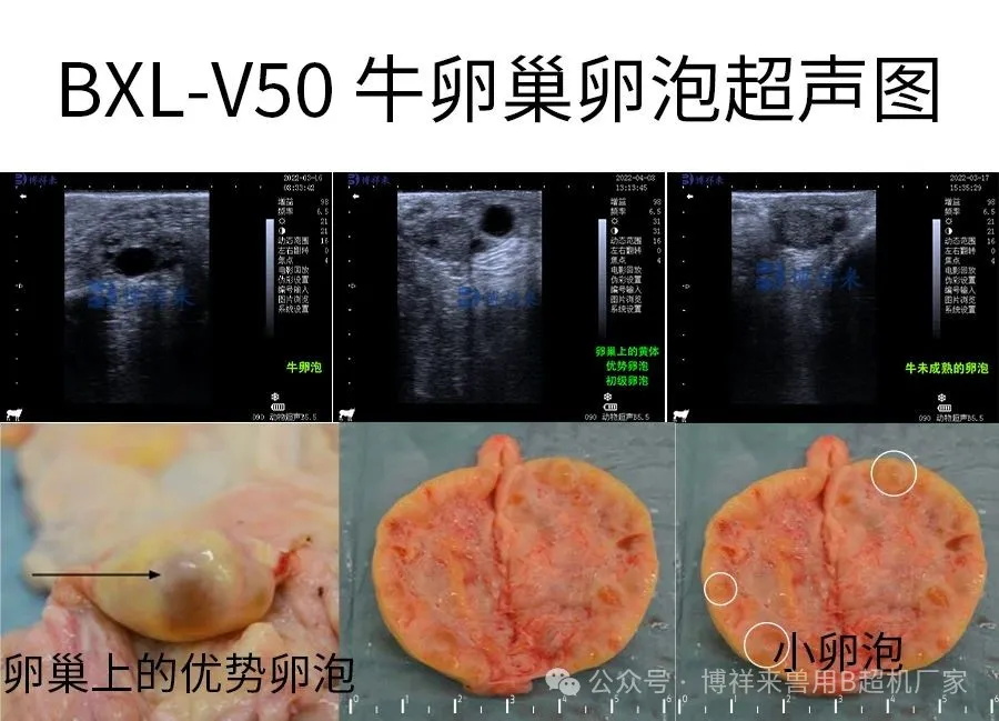 牛用B超机测母牛卵泡黄体