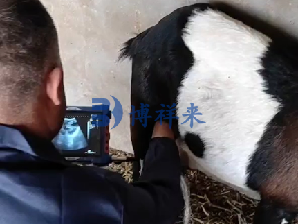 博祥来羊用B超机测模样双胎