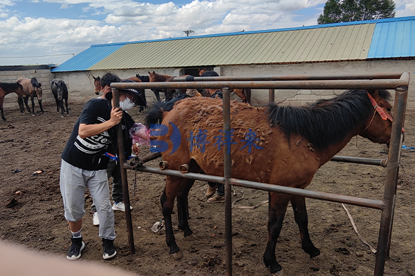 博祥来B超技术老师使用BXL-V50测马妊娠